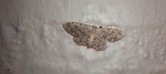Idaea inquinata