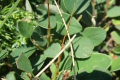 Cotoneaster integerrimus