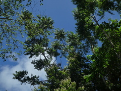 Dysoxylum gaudichaudianum