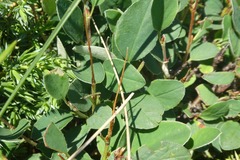 Cotoneaster integerrimus