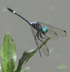 Micrathyria ocellata