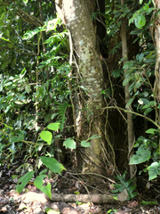 Dysoxylum gaudichaudianum