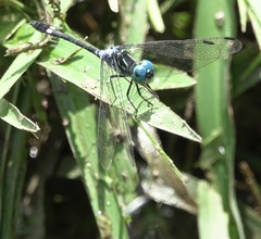 Micrathyria ocellata