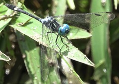 Micrathyria ocellata