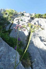 Laserpitium nestleri