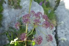 Laserpitium nestleri