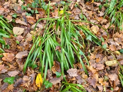 Luzula sylvatica sylvatica