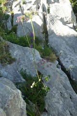 Laserpitium nestleri