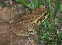 Rhinella marina