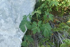 Laserpitium nestleri