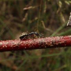 Dolichoderus scabridus