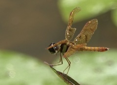 Perithemis lais