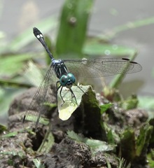 Micrathyria ocellata