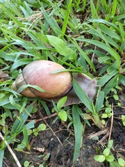 Megalobulimus oblongus