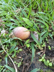 Megalobulimus oblongus