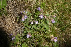Chaenorhinum origanifolium