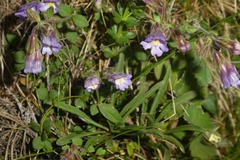 Chaenorhinum origanifolium