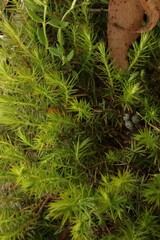 Acrotriche serrulata