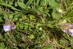 Chaenorhinum origanifolium