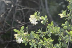 Lonicera pyrenaica