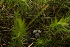 Acrotriche serrulata