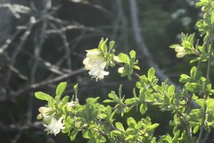 Lonicera pyrenaica