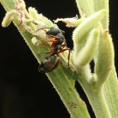 Dolichoderus scabridus