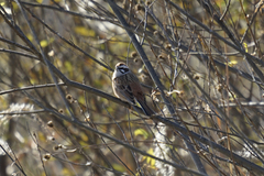 Emberiza cioides