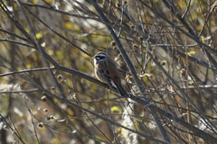 Emberiza cioides