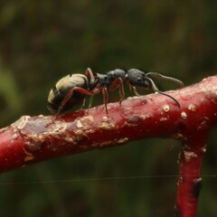 Dolichoderus scabridus