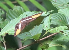 Adelpha cytherea