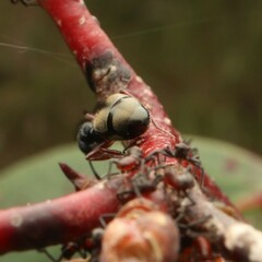 Dolichoderus scabridus
