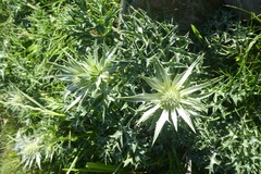 Eryngium bourgatii