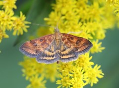 Pyrausta subsequalis