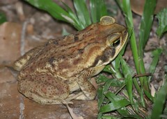 Rhinella marina