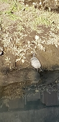 Trachemys scripta