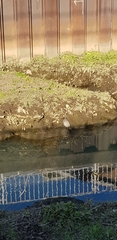 Trachemys scripta