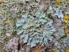 Punctelia subrudecta