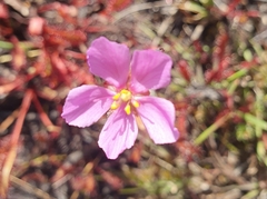 Drosera capensis