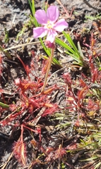 Drosera capensis