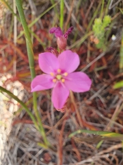 Drosera capensis