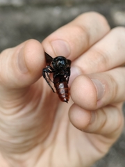 Liacos erythrosoma
