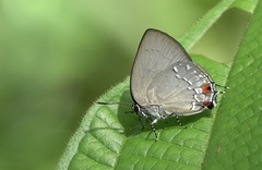 Siderus leucophaeus
