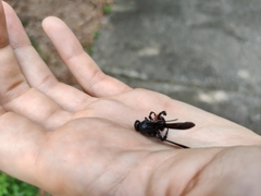 Liacos erythrosoma