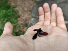 Liacos erythrosoma