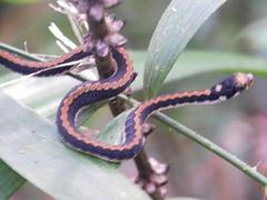 Rhabdophis chrysargoides