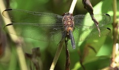 Orthemis attenuata