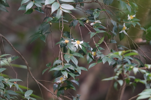 Camellia kissii observed 2022-12-29