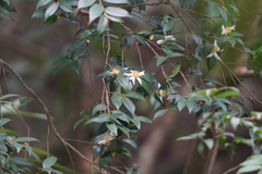 Camellia kissii