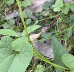 Aristolochia meridionalis